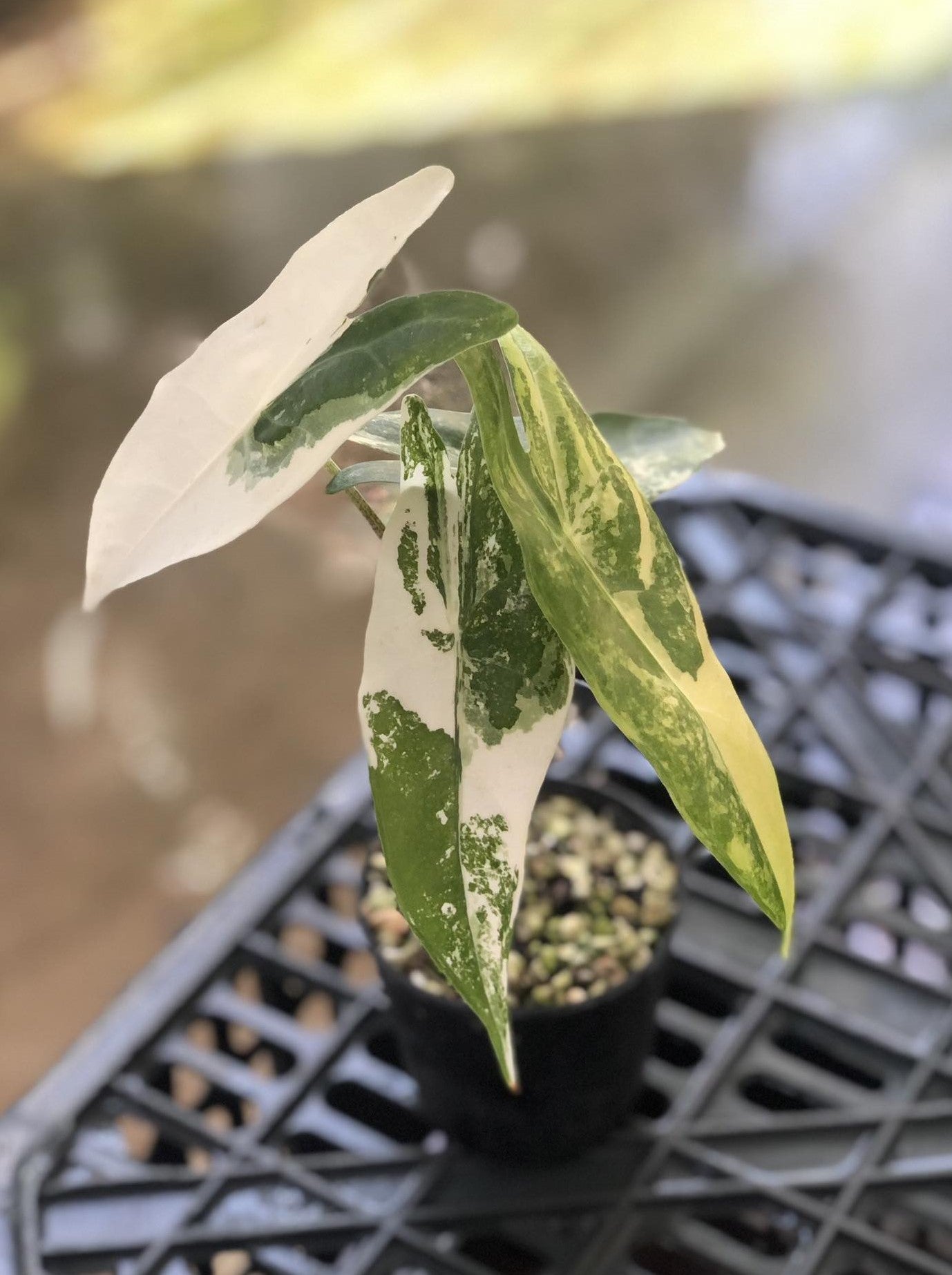 Alocasia Longiloba Albo Variegated – TerraFlora Global