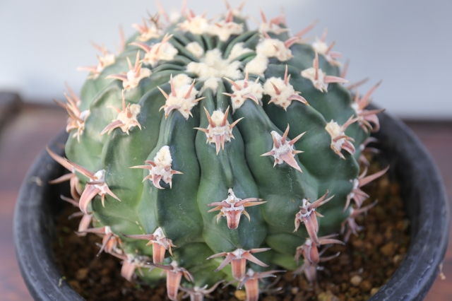 綾波 狂刺type（武蔵） 実生 A0955☆ホマロケファラ サボテン☆「送料