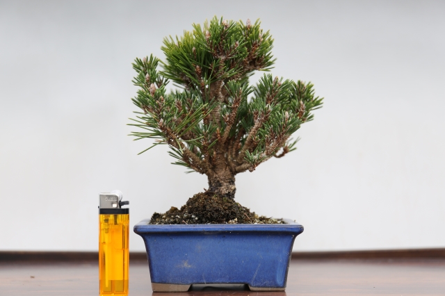 千寿丸 黒松 A1107☆松柏類 黒松 小品盆栽☆「送料無料」浦部陽向園