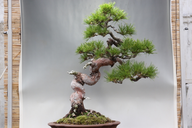 赤松 A1018☆松柏類 アカマツ 大品盆栽☆「送料無料」浦部陽向園