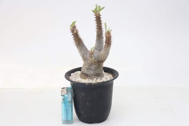 マカイエンセ 輸入球 A1235☆パキポディウム 塊根植物 多肉植物