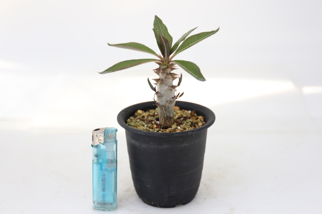 バロニー 実生 A1256☆パキポディウム コーデックス 多肉植物☆浦部陽向園