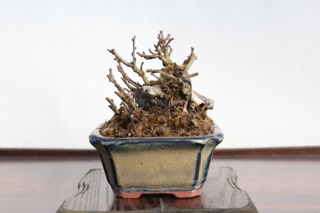 長寿梅 石付 A1471☆花物実物 ボケ 小品盆栽☆「送料無料」浦部陽向園