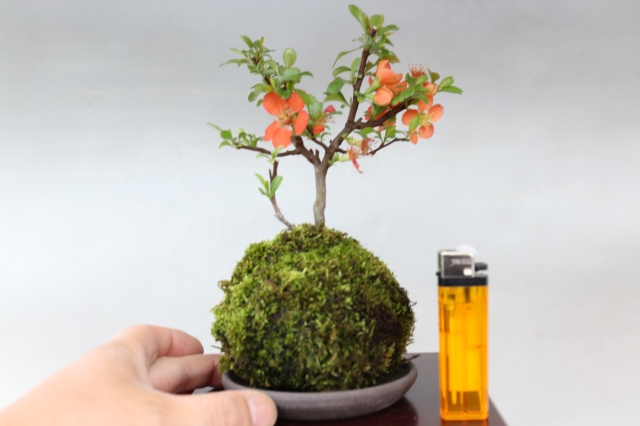 長寿梅（赤花）苔玉 A1687 数量もの ギフトにオススメ☆花物実物 ボケ