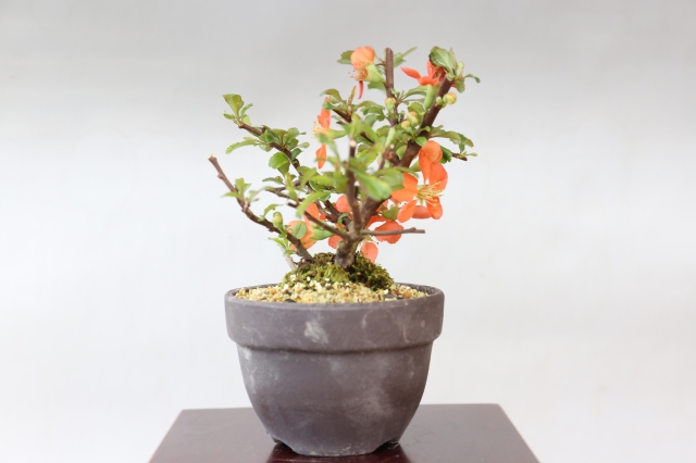 長寿梅（赤花） A1689 数量もの ギフトにオススメ☆花物実物 ボケ ミニ