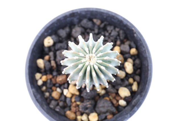 メキシカーナ 実生 A1963☆ゲオヒントニア サボテン☆浦部陽向園