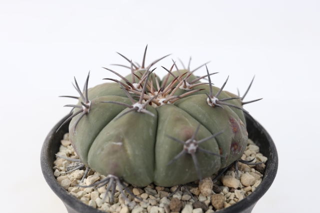 雷帝 実生 A1989☆エキノカクタス サボテン☆浦部陽向園