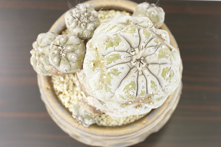 黒王丸モンストローサ 現地球輸入株type A1824☆コピアポア サボテン