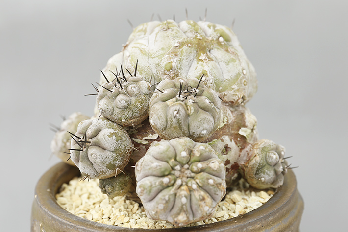 黒王丸モンストローサ 現地球輸入株type A1824☆コピアポア サボテン