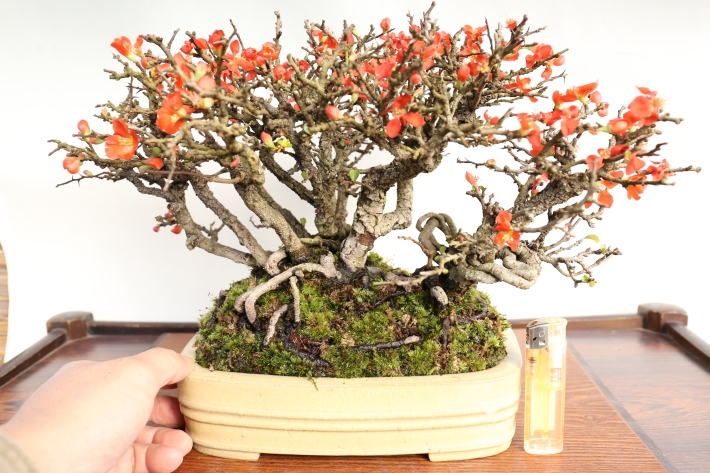 長寿梅 A2551☆野ボケ 花物実物類 貴風盆栽☆「送料無料」浦部陽向園