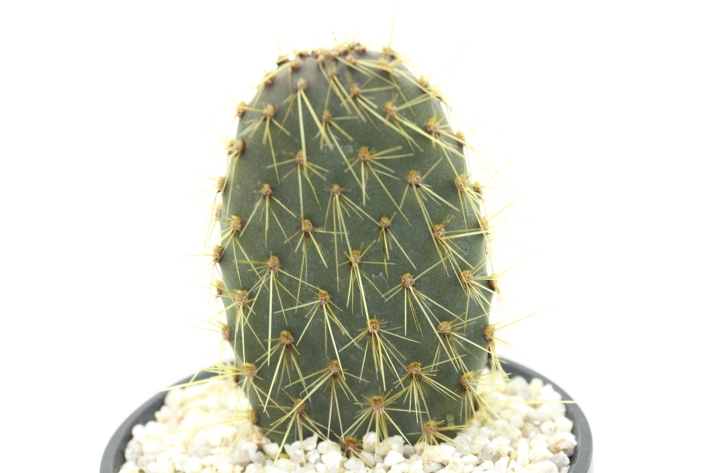 ガラパゴス団扇サボテン 金刺濃緑肌type A2566☆オプンチア サボテン