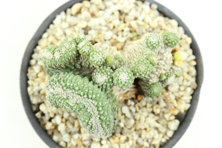 菊水綴化 実生カット A2920☆ストロンボカクタス サボテン☆「送料無料