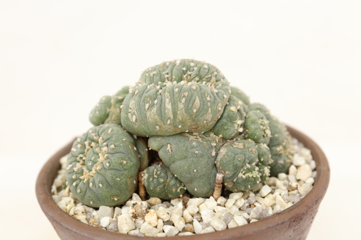 銀冠玉モンスト、直径7cm、カキコ 銀冠玉モンストー (カキコ