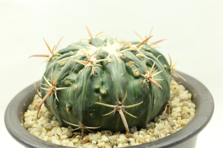 狂刺綾波モンスト 実生 A2986☆ホマロケファラ 綾波 サボテン☆「送料