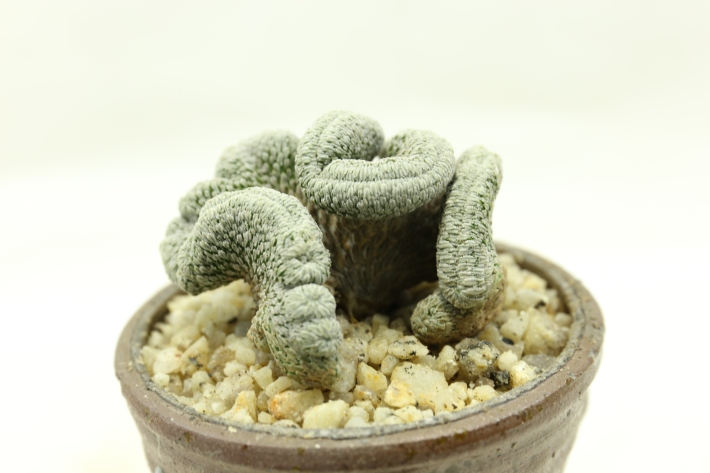 精巧丸綴化 実生 A2988☆ペレキフォラ サボテン☆「送料無料」浦部陽向園