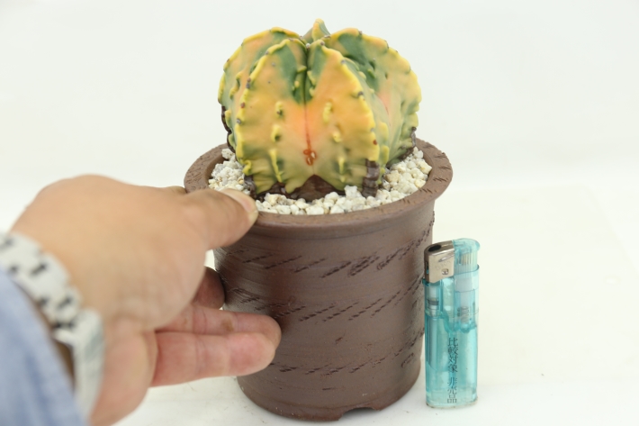 紅葉ランポー玉 実生古株type A2828☆アストロフィツム ヘキラン錦