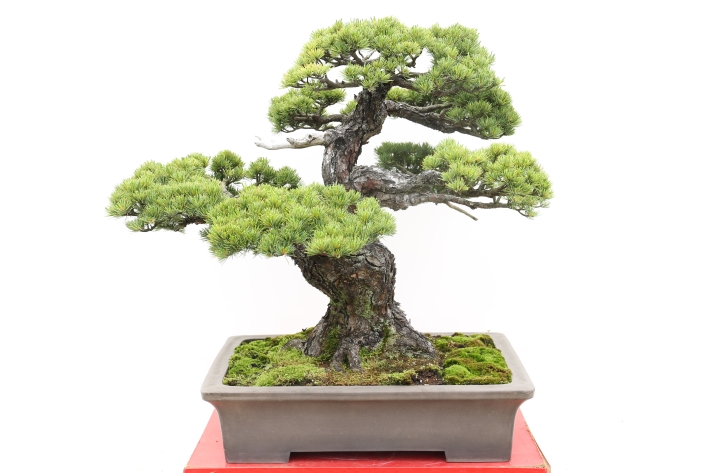 宮島五葉松 A2821☆五葉松（ゴヨウマツ） 松柏類 大品盆栽☆「送料無料