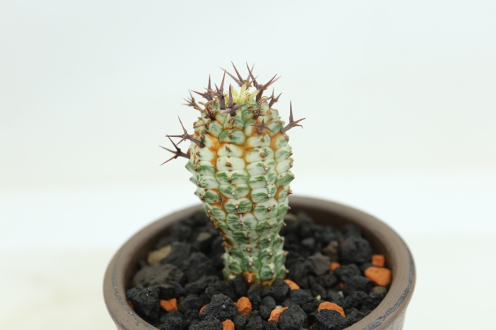 群星冠錦 A2886☆ユーフォルビア 多肉植物☆「送料無料」浦部陽向園