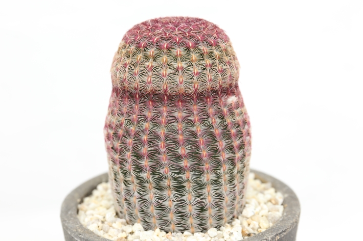 エブレネウム 現地球 良型 サボテンオークション コレクション株