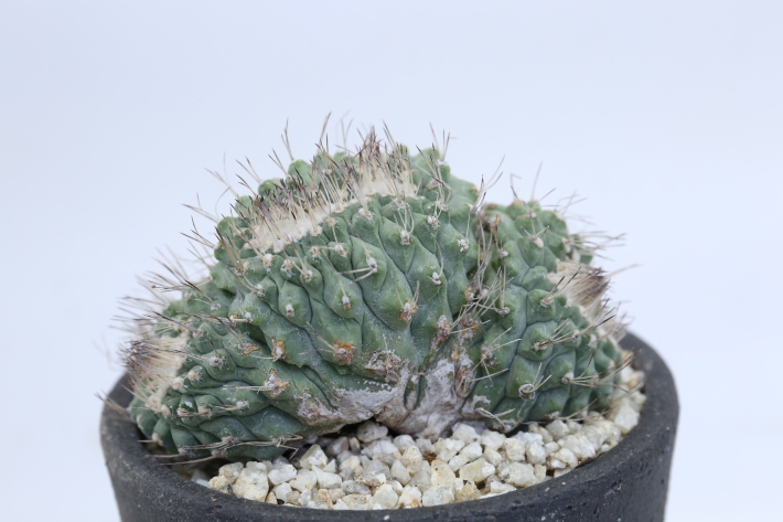 菊水綴化 実生カット群生株 A3161☆ストロンボカクタス サボテン