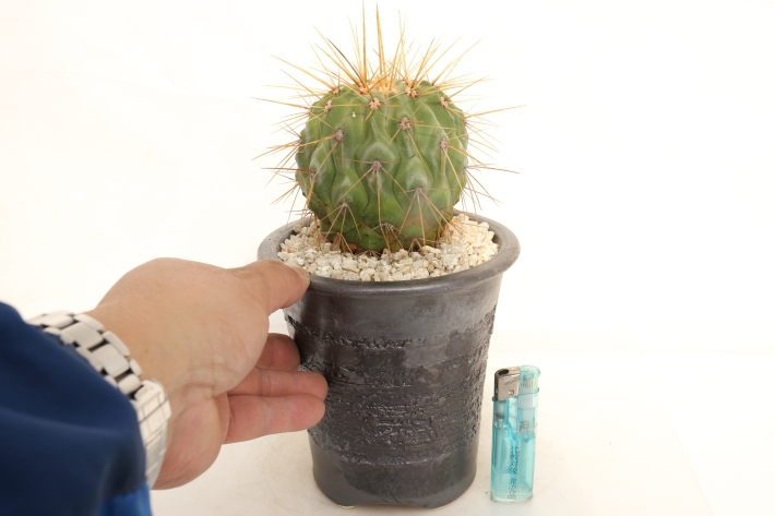 ギガンティア 輸入球 A3001☆コピアポア 逆鱗丸変種 サボテン☆「送料