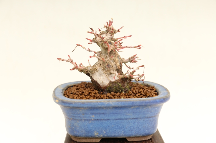 山もみじ A3026☆ヤマモミジ 紅葉 葉物 小品盆栽☆「送料無料」浦部陽向園