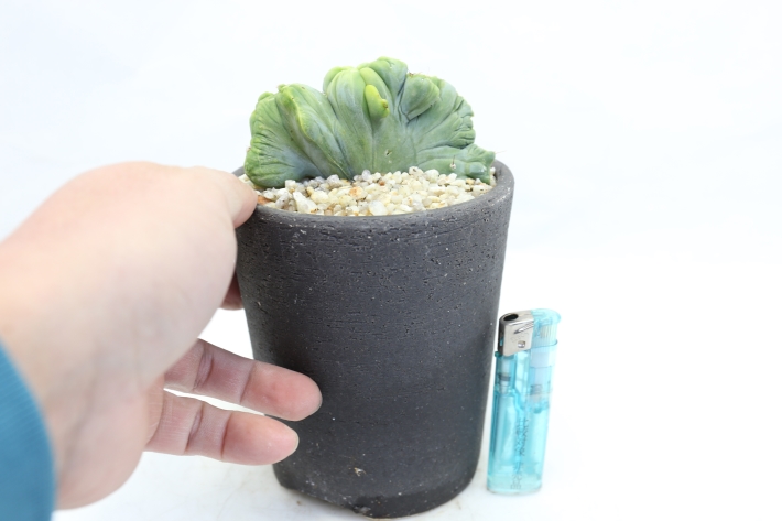 成程柱 実生 A3088☆トリコケレウス サボテン☆「送料無料」浦部陽向園