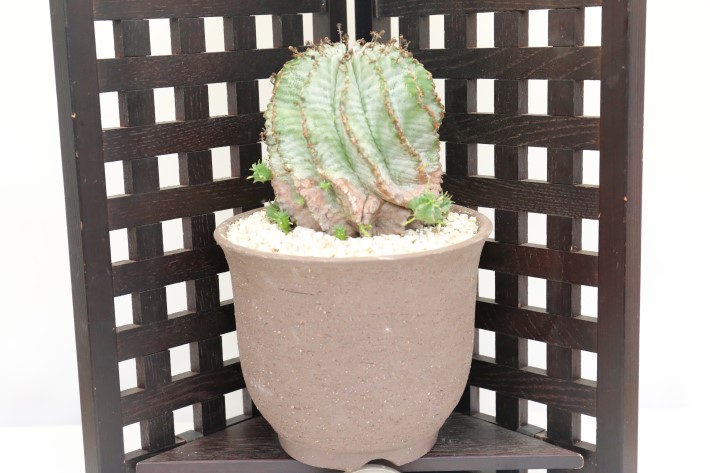 ゼブラ白衣ホリダ A3328☆ユーフォルビア ホリダ 多肉植物☆浦部陽向園