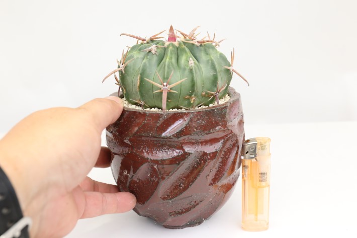 狂刺綾波 実生 A3355☆ホマロケファラ 綾波 サボテン☆「送料無料