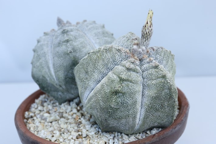 恩塚ランポー玉 2頭type 実生 A3351☆アストロフィツム サボテン