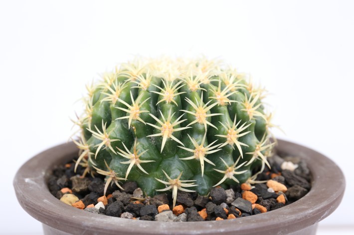 サボテン アラクナカンサ♪抜き苗 799円 サボテン アラクナカンサ