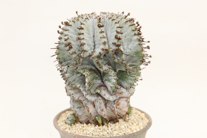 特白ホリダ 実生 A3221☆ユーフォルビア 多肉植物☆「送料無料」浦部陽向園