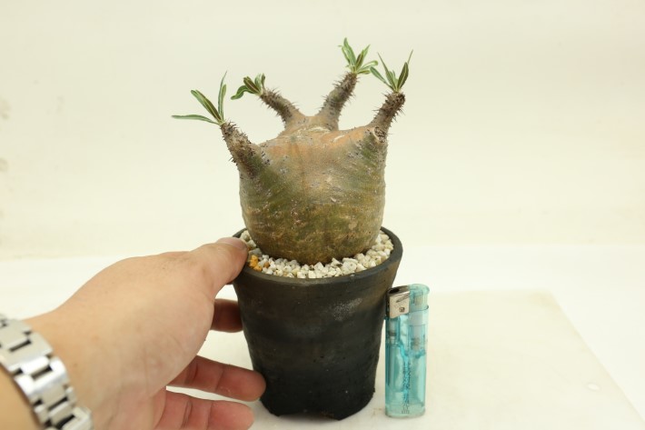 グラキリス 輸入球 A3266☆パキポディウム 塊根植物 コーデックス 多肉