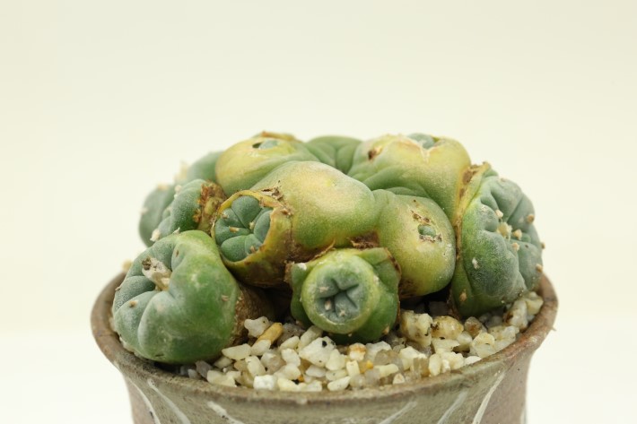 銀冠玉モンスト、直径7cm、カキコ 銀冠玉モンストー (カキコ