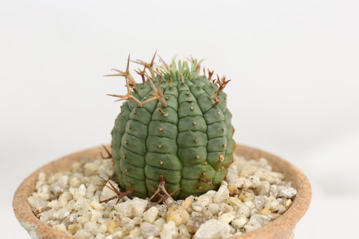 群星冠 輸入球 A3287☆ユーフォルビア ステリスピナ 多肉植物☆「送料