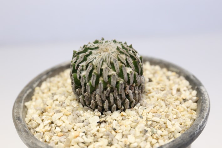 精巧丸 実生 A3542☆ペレキフォラ サボテン☆浦部陽向園