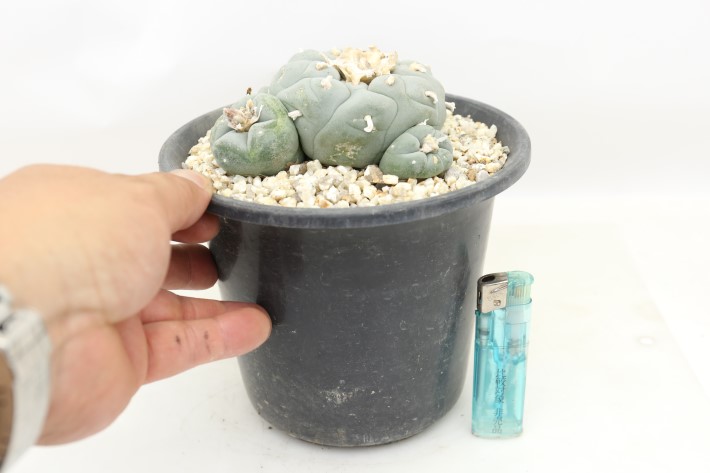 大疣銀冠玉 実生 A3704☆ロフォフォラ サボテン☆「送料無料」浦部陽向園