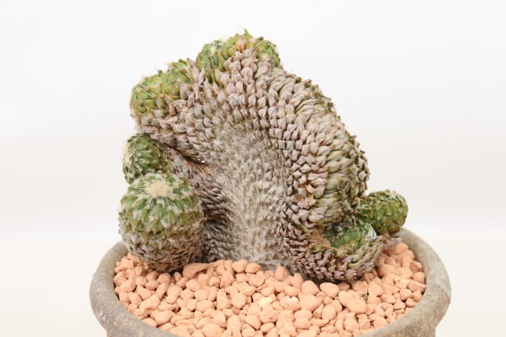 銀牡丹 輸入球カット A3717☆ペレキフォラ サボテン☆「送料無料」浦部