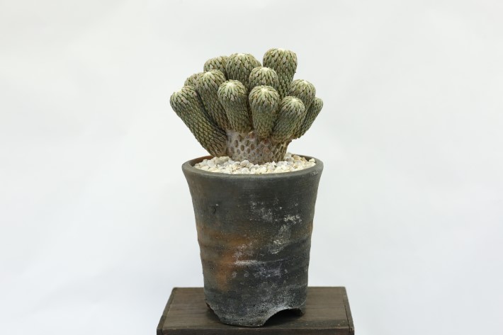 精巧丸 接ぎ降ろし群生type A3739☆ペレキフォラ サボテン☆「送料無料