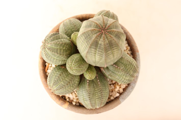 オベサ群生type 実生 A3756☆ユーフォルビア カエスピトーサ 多肉植物