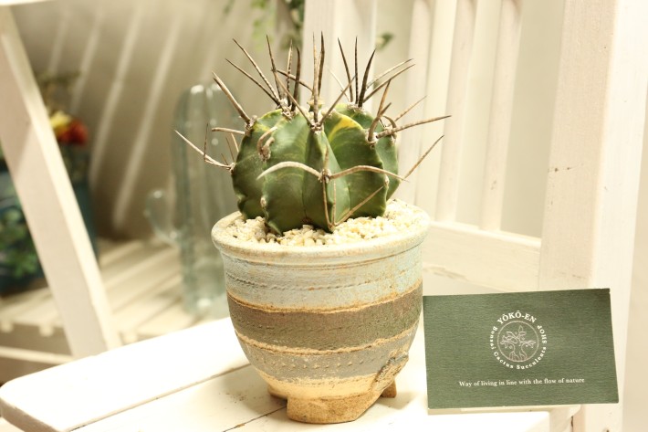 送料無料】大鳳玉錦 アストロフィツム 実生 A3772｜サボテン｜浦部陽向園