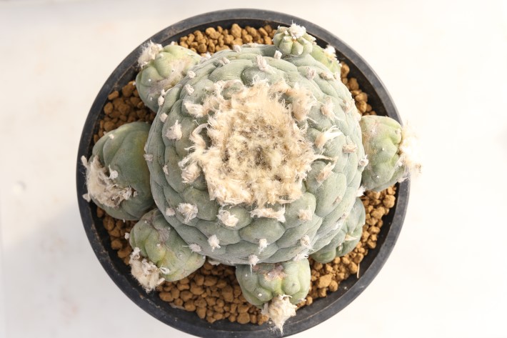 疣銀冠玉 実生 古株群生type A3676☆ロフォフォラ サボテン☆「送料