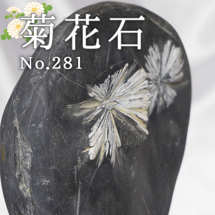 菊花石 No.281 【鑑賞用鉱石】高さ:約21cm 幅:約19cm 重さ:約3.3kg