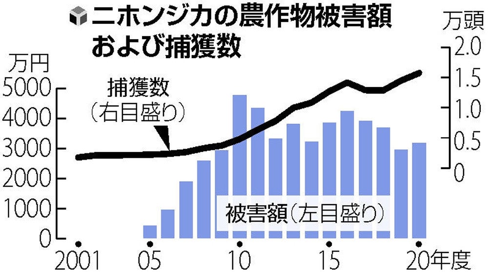 口が届く高さの植物を食べ尽くす恐れ、ニホンジカの県内捕獲数が過去