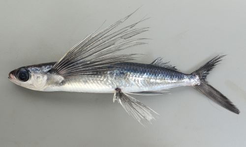 トビウオ | 魚類 | 市場魚貝類図鑑