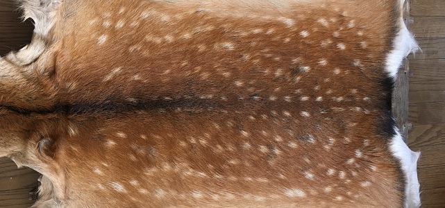 ハンドメイド記録】鹿の子模様がうつくしい夏毛のシカ-毛皮なめしNo.2