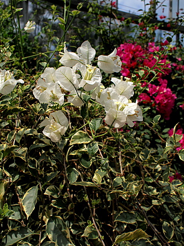 ブーゲンビレアとは｜ヤサシイエンゲイ
