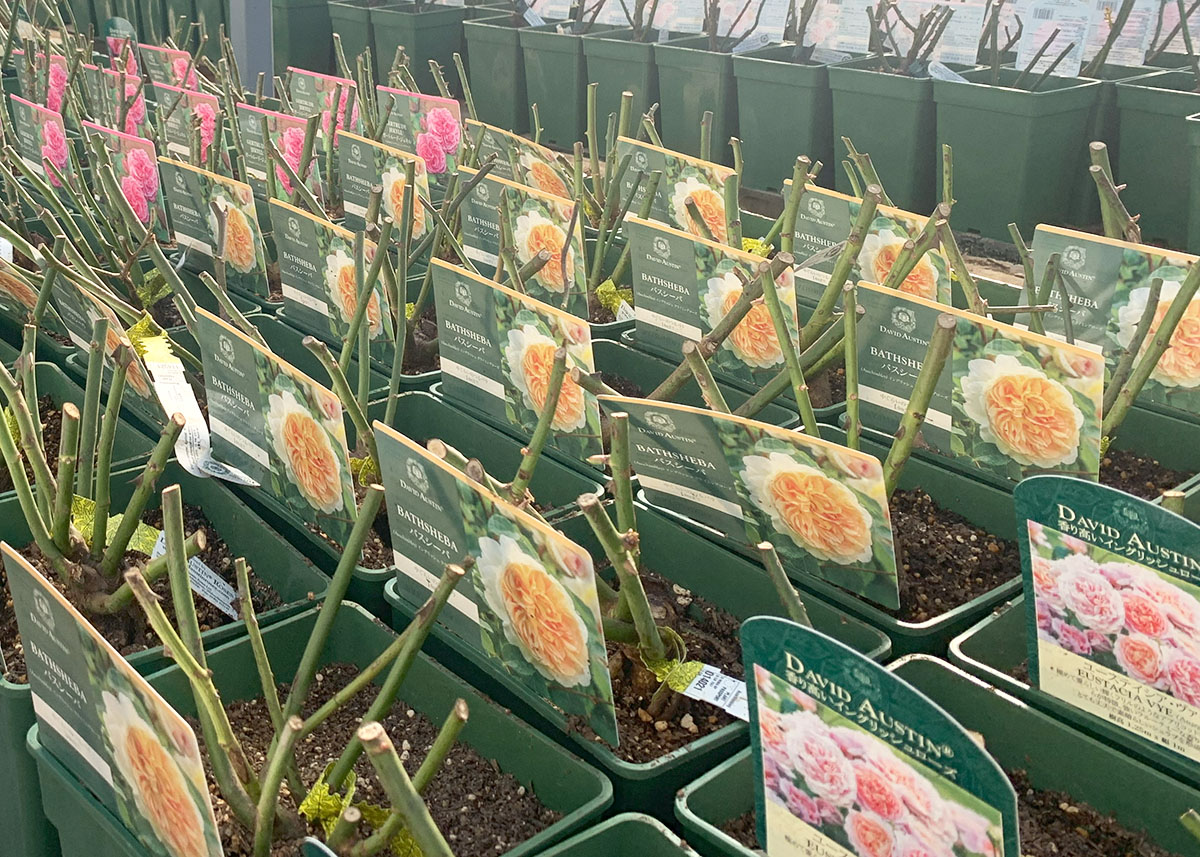 大苗 | THE ROSE SHOP｜バラ専門店 ザローズショップ 本店 - バラ苗の通販