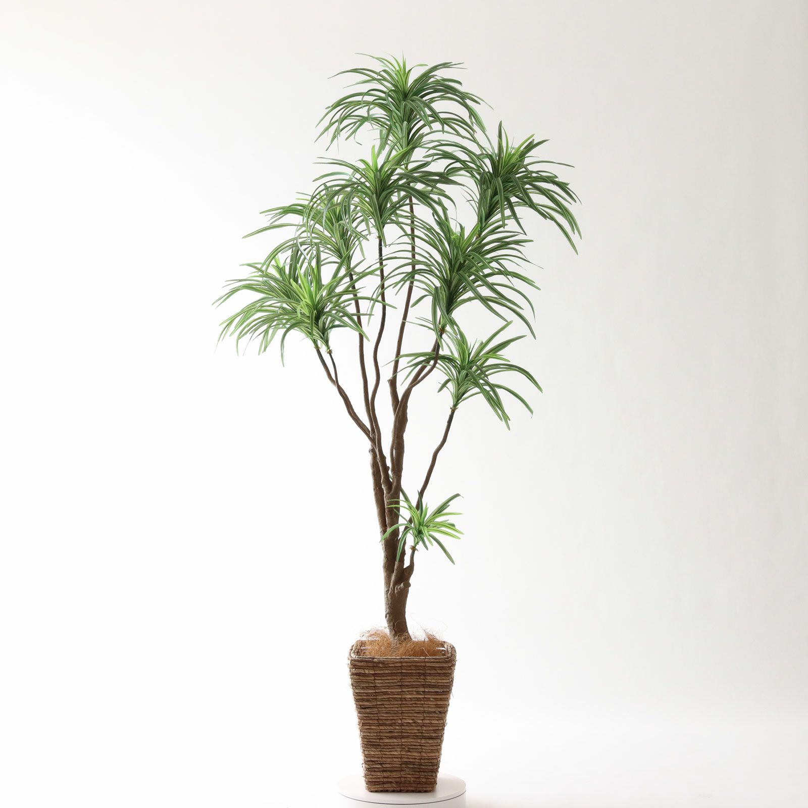 No8182 プレミアム光触媒フェイクグリーン「枝を自由に曲げて × 空間に