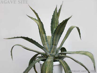 アガベ アメリカーナ縞斑